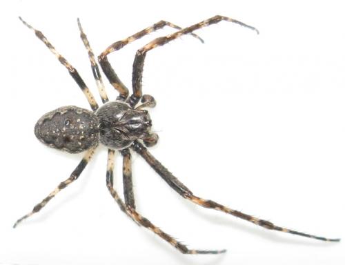 Réf. 58 650 : Nuctenea umbratica