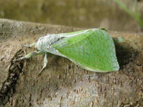 Aenetus virescens