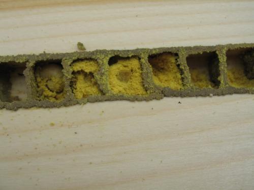 Réf. 58 591 : Osmia bicornis