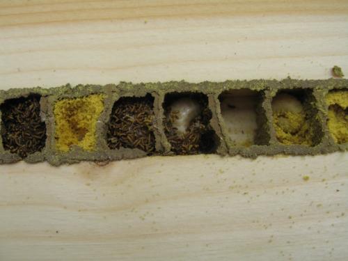 Réf. 58 592 : Osmia bicornis