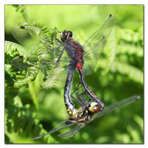 Leucorrhinia dubia