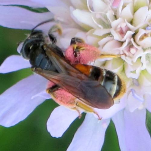 Andrena hattorfiana