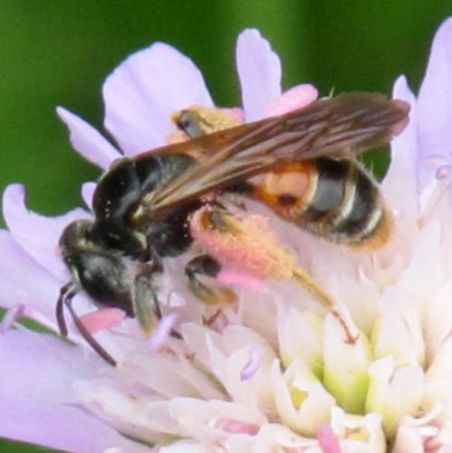 Andrena hattorfiana