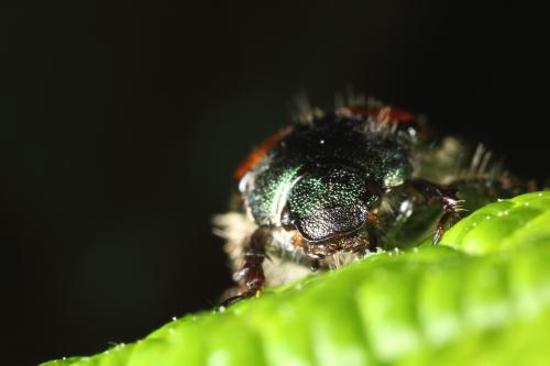 Phyllopertha horticola