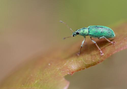 Réf. 58 014 : Polydrusus formosus