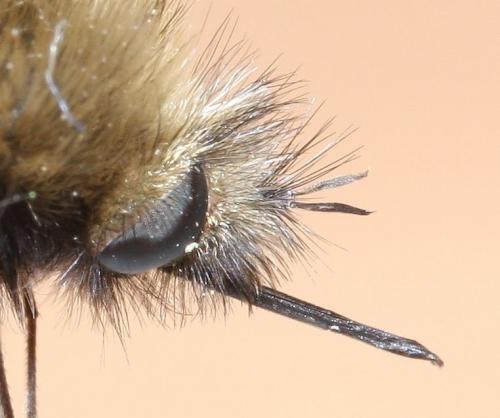 Réf. 58 847 : Bombylius trichurus