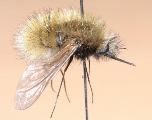 Réf. 58 846 : Bombylius trichurus