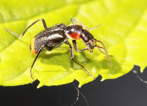 Axinotarsus pulicarius