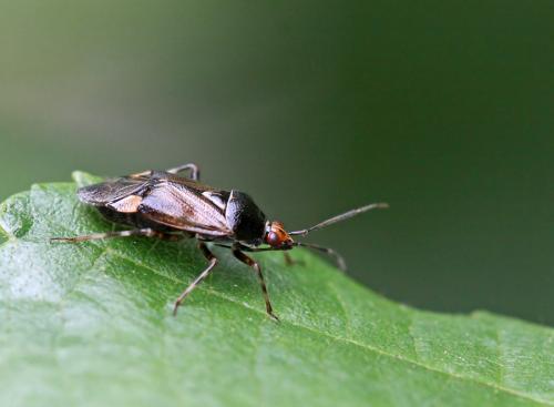 Réf. 58 124 : Deraeocoris flavilinea