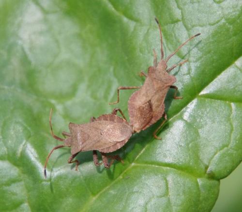 Réf. 58 503 : Coreus marginatus