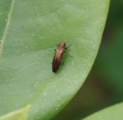 Agrilus sp.
