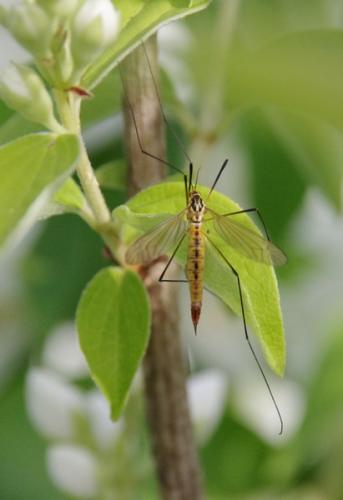Nephrotoma flavescens