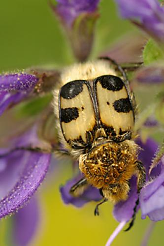 Réf. 58 780 : Trichius sp.
