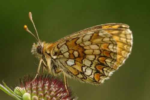 Melitaea sp.