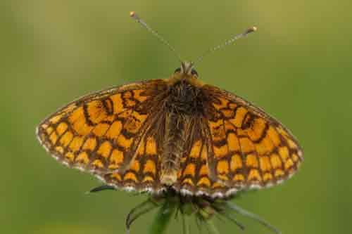 Melitaea sp.