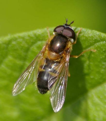 Epistrophe eligans