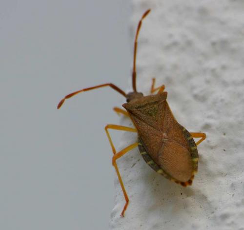 Gonocerus acuteangulatus