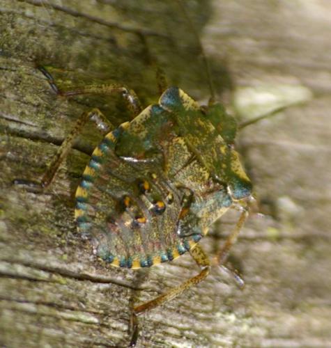 Pentatoma rufipes