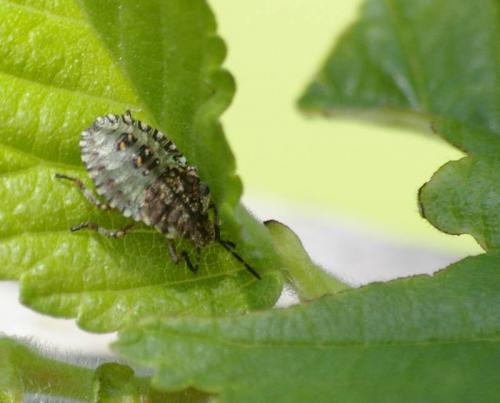 Pentatoma rufipes