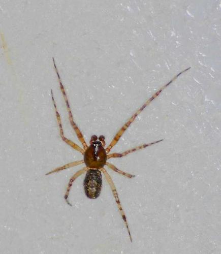 Réf. 58 896 : Theridion sp.