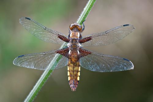 Réf. 58 204 : Libellula depressa