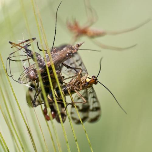 Panorpa communis