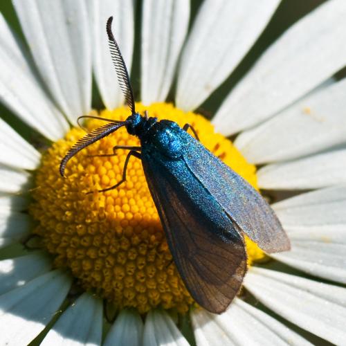 Réf. 58 008 : Adscita sp.