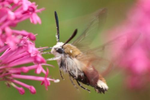 Hemaris fuciformis