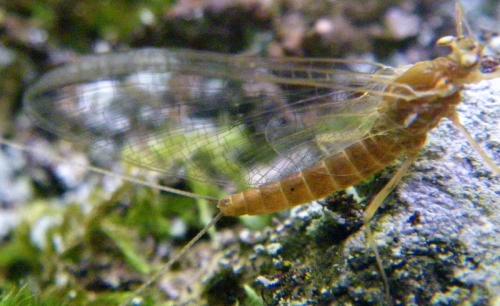 Réf. 58 915 : Rhithrogena sp.