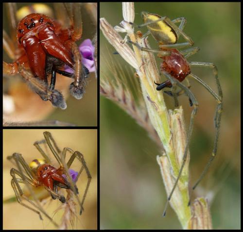 Réf. 58 045 : Cheiracanthium punctorium