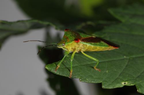 Acanthosoma haemorrhoidale haemorrhoidale