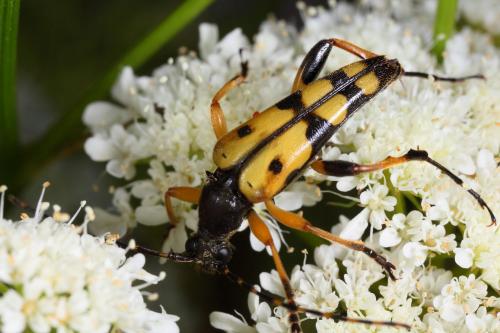 Réf. 58 999 : Rutpela maculata