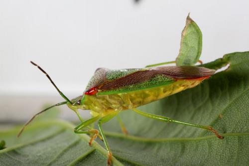 Acanthosoma haemorrhoidale haemorrhoidale
