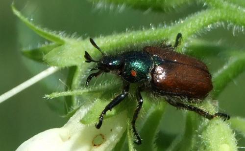 Phyllopertha horticola