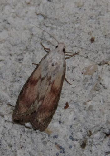 Aphomia sociella