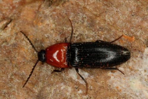 Ischnodes sanguinicollis