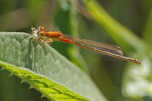 Réf. 58 637 : Ischnura pumilio