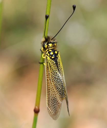 Libelloides ictericus
