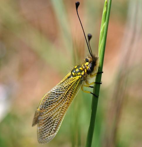Libelloides ictericus