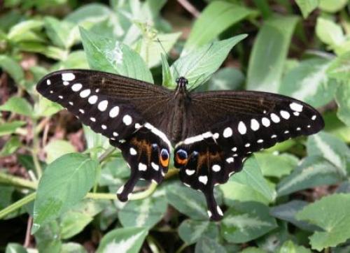 Papilio lormieri