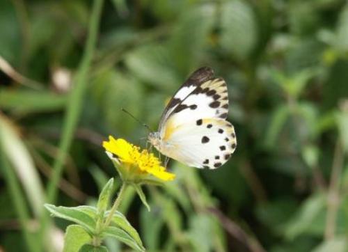 Belenois sp.