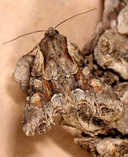 Lacanobia w-latinum