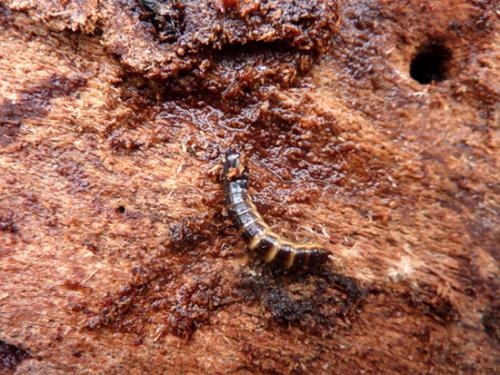 Réf. 58 640 : Diacanthous undulatus