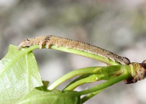 Réf. 58 614 : Catocala elocata