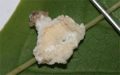 Pulvinaria sp.