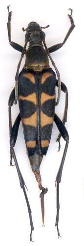 Réf. 58 597 : Leptura aurosericans