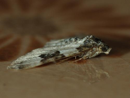 Xanthorhoe fluctuata