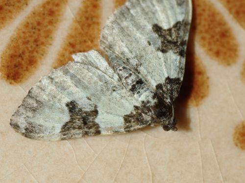 Xanthorhoe fluctuata