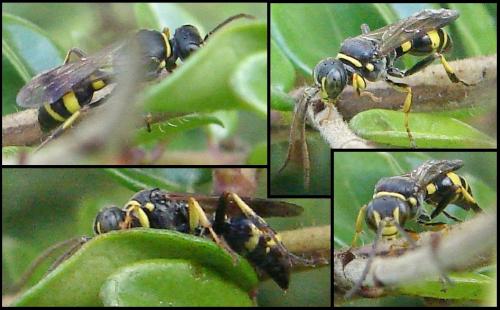 Lestiphorus bicinctus