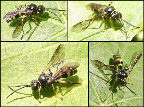 Gorytes laticinctus